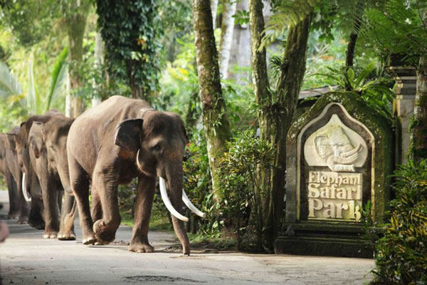 巴厘岛大象公园（Elephant Safari Park & Lodge）