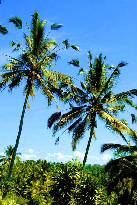 梯田里的椰子树7.jpg
