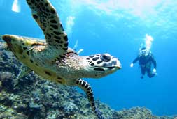 巴厘岛潜水者健康提示：哪些类型的人群不适合潜水（深潜）